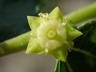 Ziziphus jujuba, photographed by 葉子