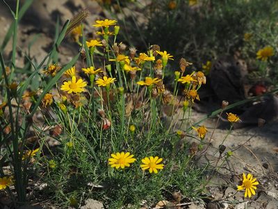 Thymophylla tenuiloba, photographed by 葉子