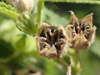 Sida spinosa, photographed by 葉子