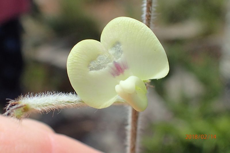 Macrotyloma coddii, photographed by Peter Warren