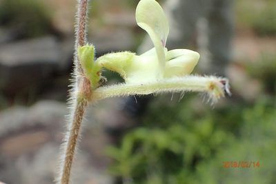 Macrotyloma coddii, photographed by Peter Warren