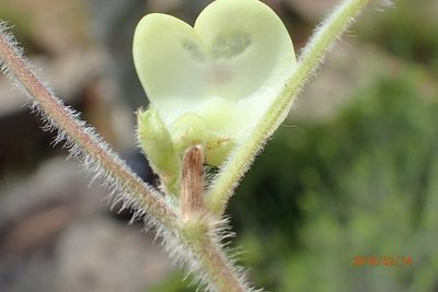 Macrotyloma coddii, photographed by Peter Warren