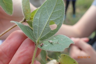Macrotyloma coddii, photographed by Peter Warren