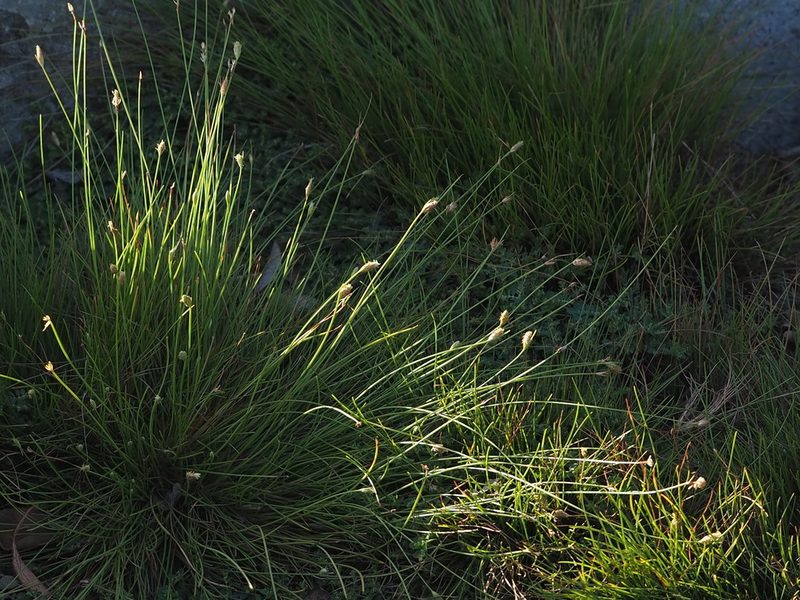 Fimbristylis polytrichoides, photographed by 葉子