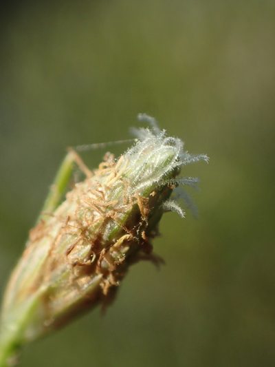 Fimbristylis polytrichoides, photographed by 葉子