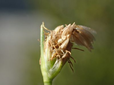 Fimbristylis polytrichoides, photographed by 葉子