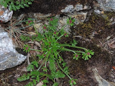 Chaerophyllum taiwanianum, photographed by Jacy Chen