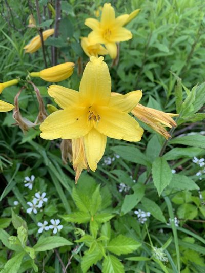 Hemerocallis lilioasphodelus, photographed by birdnirdfoley