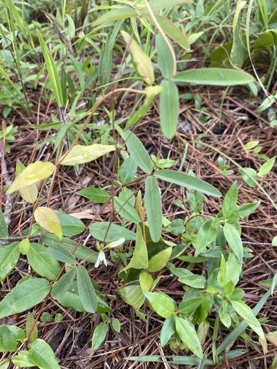 Galactia erecta, photographed by Matt Berger