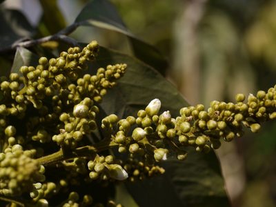 Lepisanthes tetraphylla, photographed by Dinesh Valke