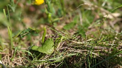 Ophioglossum vulgatum, photographed by gill_ryenats
