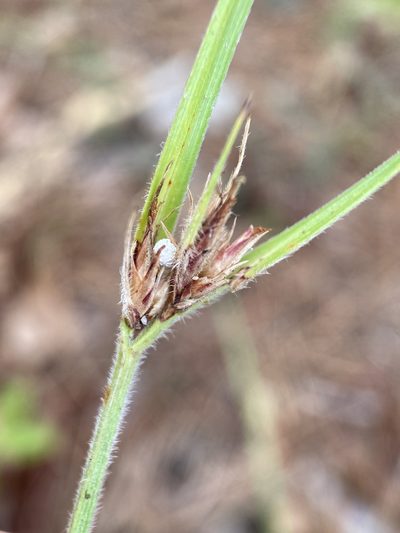 Scleria ciliata, photographed by Matt Berger