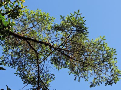 Picea morrisonicola, photographed by Jacy Chen