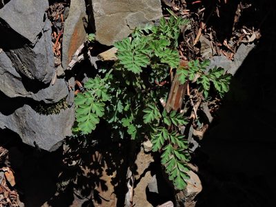 Corydalis ophiocarpa, photographed by Jacy Chen