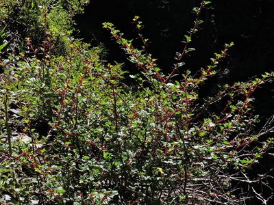 Ribes formosanum, photographed by Jacy Chen