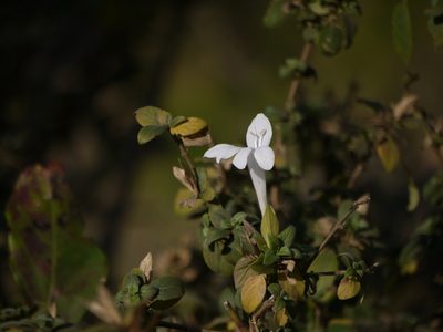 Barleria lawii, photographed by Dinesh Valke