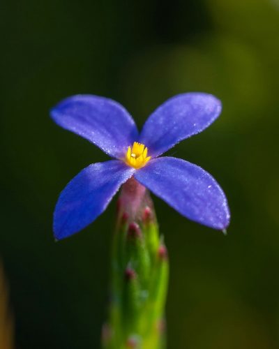 Gnidia penicillata, photographed by magriet b