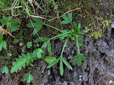 Ranunculus junipericola, photographed by Jacy Chen