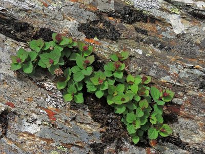 Spiraea morrisonicola, photographed by Jacy Chen