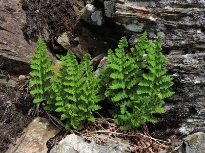 Dryopteris alpestris, photographed by Jacy Chen