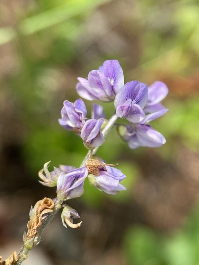 Orbexilum psoralioides, photographed by Matt Berger