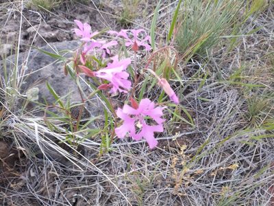 Clarkia pulchella, photographed by Drew Meyer