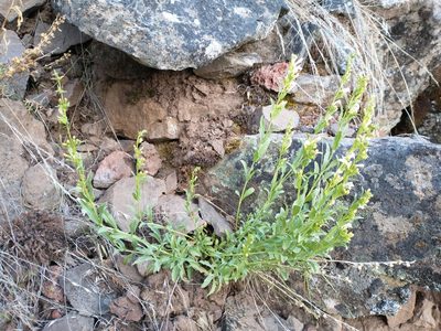 Penstemon deustus, photographed by Drew Meyer