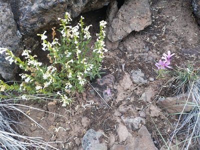 Penstemon deustus, photographed by Drew Meyer