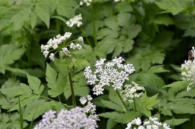 Chaerophyllum hirsutum, photographed by E. A.