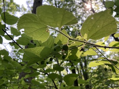 Celtis tenuifolia, photographed by Kathleen Houlahan Chayer