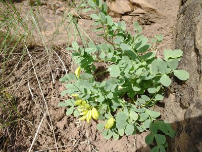 Astragalus lentiginosus, photographed by Drew Meyer