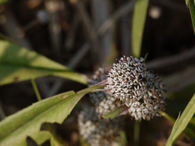 Caesulia axillaris, photographed by Dinesh Valke