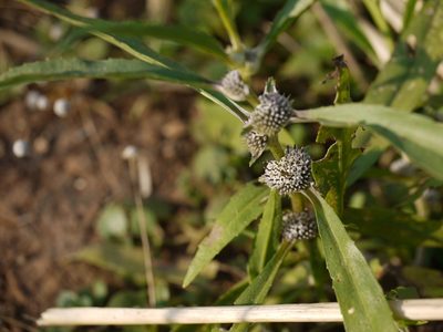 Caesulia axillaris, photographed by Dinesh Valke