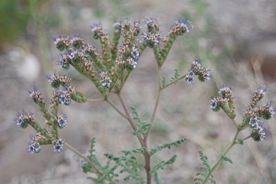 Phacelia alba, photographed by Loren Cassin Sackett