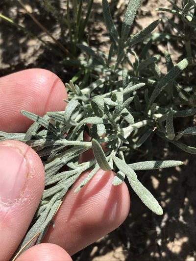 Picradeniopsis oppositifolia, photographed by Ryan Donnelly