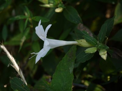Barleria lawii, photographed by Dinesh Valke