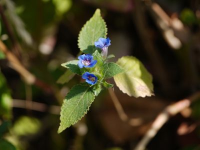 Strobilanthes pavala, photographed by Dinesh Valke