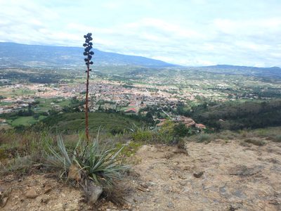 Puya bicolor, photographed by Daniel Cahen