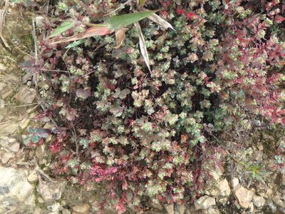 Euphorbia orbiculata, photographed by Daniel Cahen