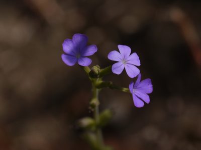 Buchnera hispida, photographed by Dinesh Valke