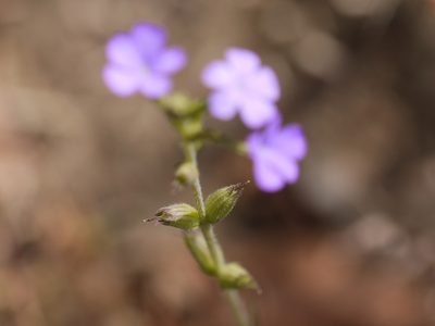 Buchnera hispida, photographed by Dinesh Valke