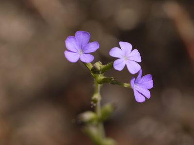 Buchnera hispida, photographed by Dinesh Valke