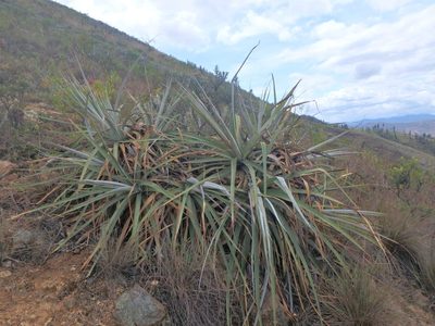 Puya bicolor, photographed by Daniel Cahen