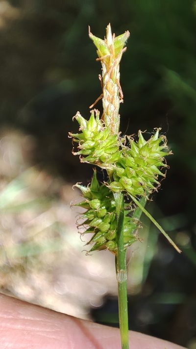 Carex mairei, photographed by Quentin Groom