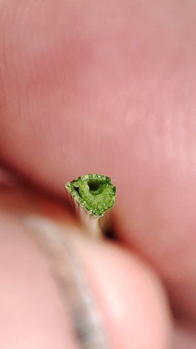 Carex mairei, photographed by Quentin Groom