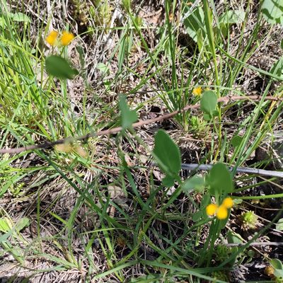 Coronilla scorpioides, photographed by Quentin Groom