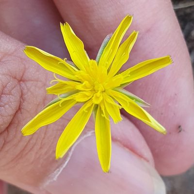 Scorzonera laciniata, photographed by Mehdi Chetibi