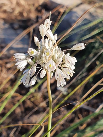 Allium antiatlanticum, photographed by Mehdi Chetibi