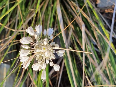 Allium antiatlanticum, photographed by Mehdi Chetibi