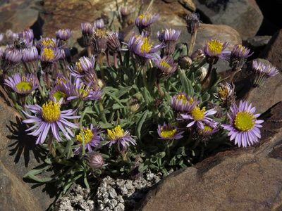 Erigeron pygmaeus, photographed by Jim Morefield